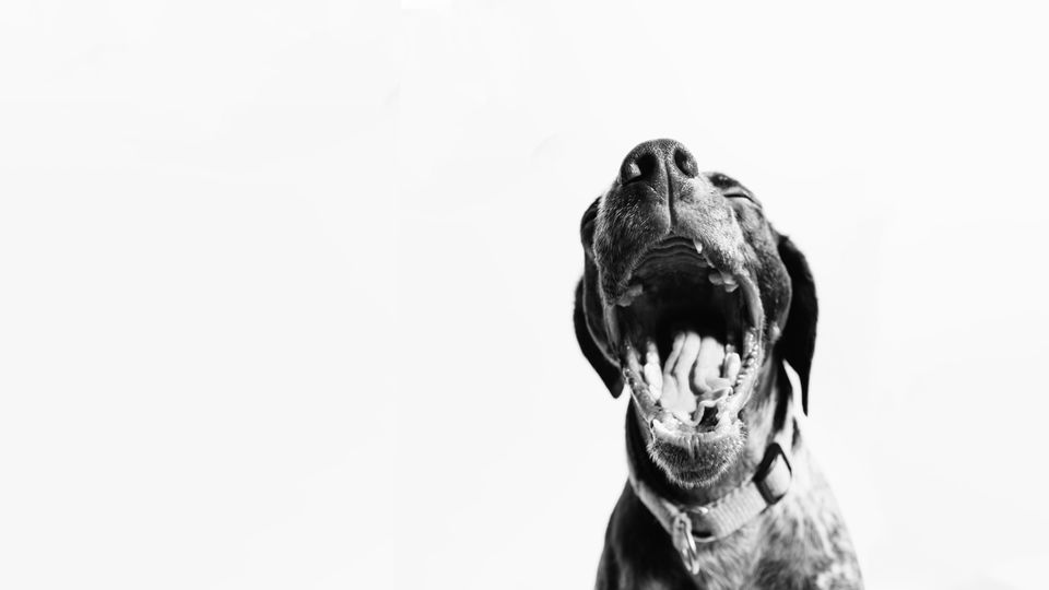 Black and white image of a large dog yawning against a plain white background.