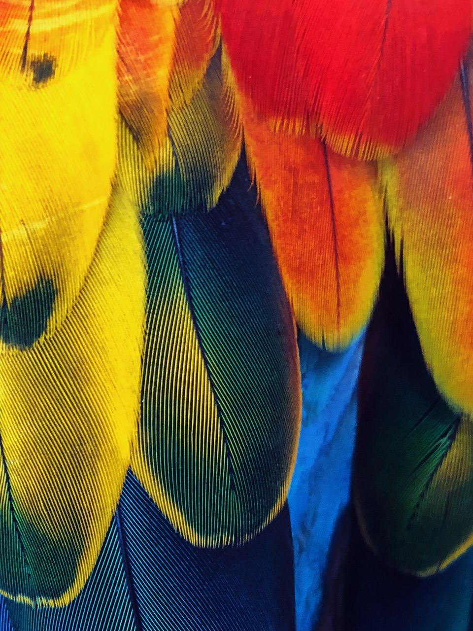 A close up of a parrots feathers, showing blue, red, and yellow tones.