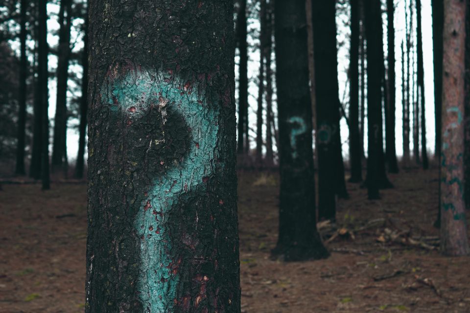 Tree with a question mark spray painted on it.