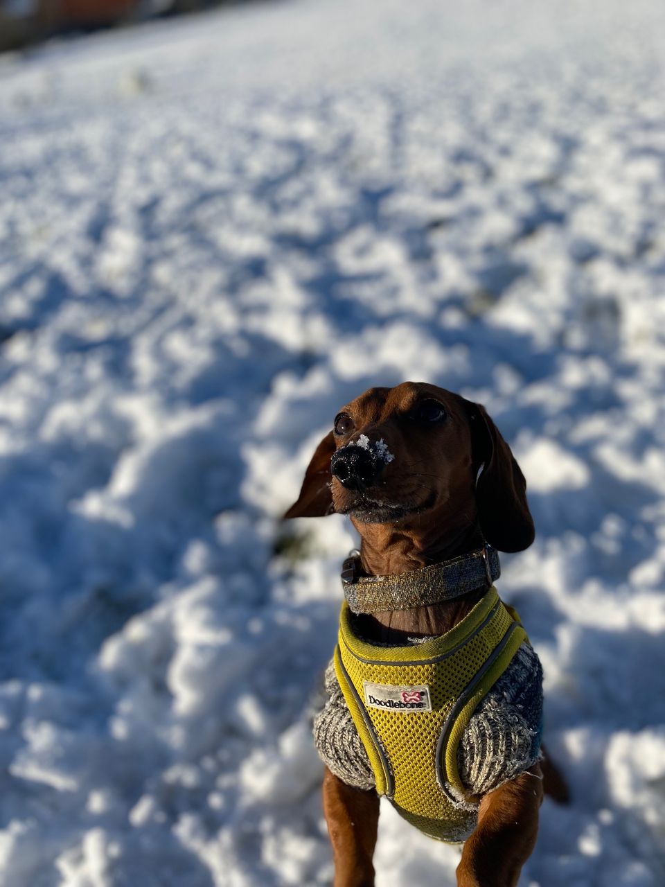 Red dachshund in yellow harness in the UK snow, with snow on is snoot
